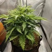 Permanent Jealousy XL Auto