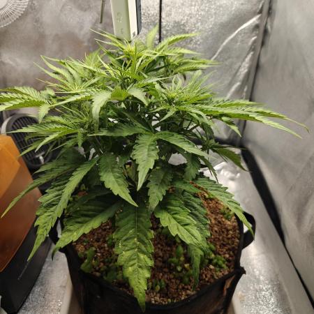 Permanent Jealousy XL Auto