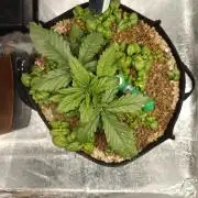 Permanent Jealousy XL Auto