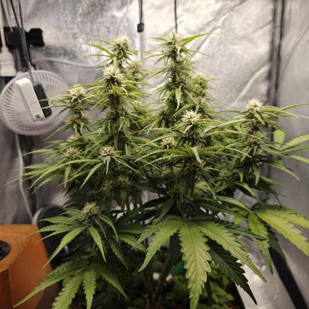 Permanent Jealousy XL Auto