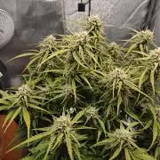 Permanent Jealousy XL Auto