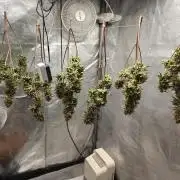 Permanent Jealousy XL Auto