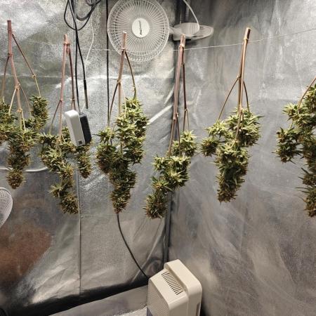 Permanent Jealousy XL Auto