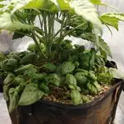 Permanent Jealousy XL Auto