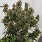 Permanent Jealousy XL Auto