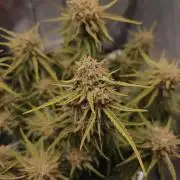 Permanent Jealousy XL Auto