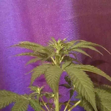 Barneys farm - Blueberry O.g