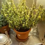 Super lemon haze auto (First grow)