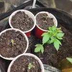 Mimosa champagne dreams