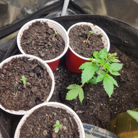 Mimosa champagne dreams