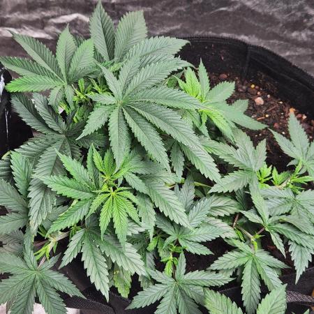 Mimosa champagne dreams