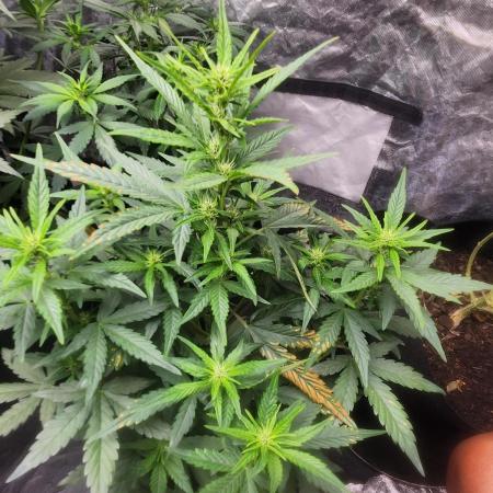 Mimosa champagne dreams