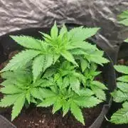 Mimosa champagne dreams