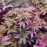 Mimosa champagne dreams