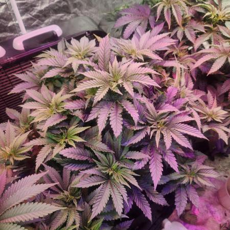 Mimosa champagne dreams