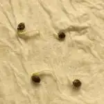 Mimosa champagne dreams