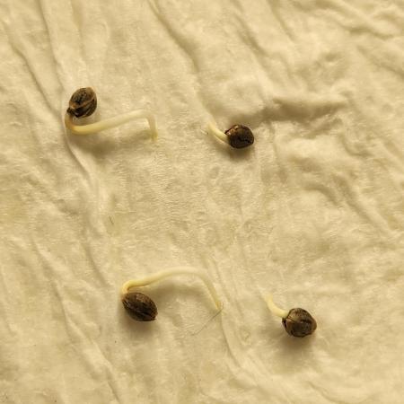 Mimosa champagne dreams