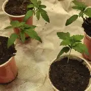 Mimosa champagne dreams