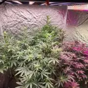 Mimosa champagne dreams