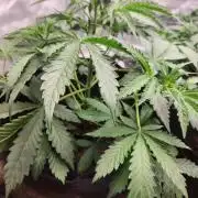 Mimosa champagne dreams