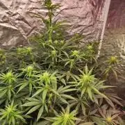 Mimosa champagne dreams