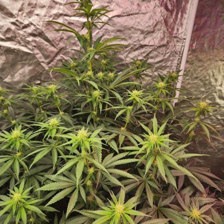 Mimosa champagne dreams