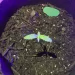 Runtz muffin, purple punch