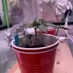 Blue Dream