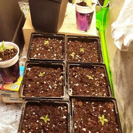 Mixed Grow