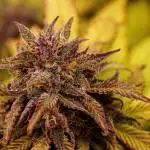 lemon pie by fastbuds