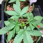 My first grow, Vietnam grower
