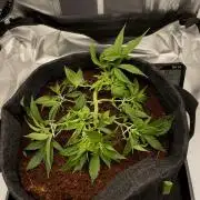 Bruce Banner | Fem, Photo | 28% THC