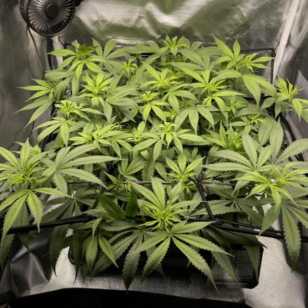 Bruce Banner | Fem, Photo | 28% THC