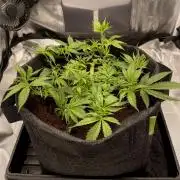 Bruce Banner | Fem, Photo | 28% THC