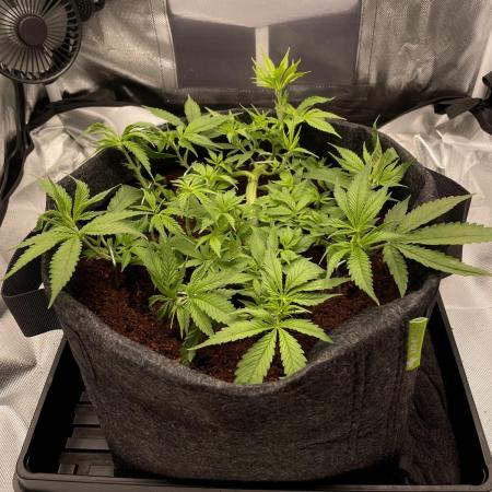 Bruce Banner | Fem, Photo | 28% THC