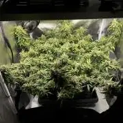 Bruce Banner | Fem, Photo | 28% THC