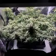Bruce Banner | Fem, Photo | 28% THC