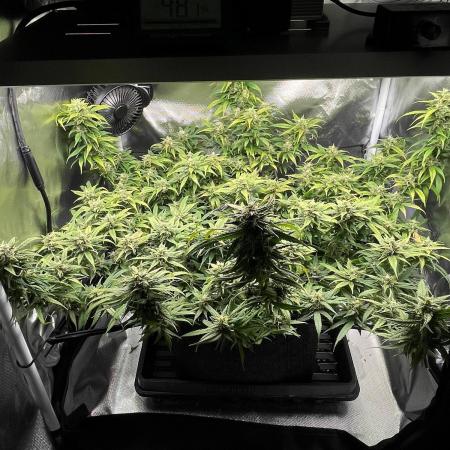 Bruce Banner | Fem, Photo | 28% THC
