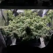 Bruce Banner | Fem, Photo | 28% THC