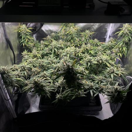 Bruce Banner | Fem, Photo | 28% THC