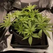 Bruce Banner | Fem, Photo | 28% THC