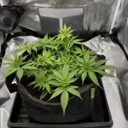 Bruce Banner | Fem, Photo | 28% THC