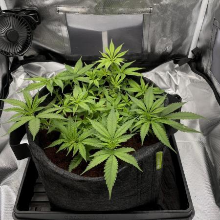 Bruce Banner | Fem, Photo | 28% THC