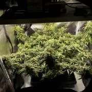 Bruce Banner | Fem, Photo | 28% THC