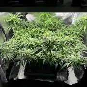 Bruce Banner | Fem, Photo | 28% THC