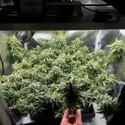 Bruce Banner | Fem, Photo | 28% THC