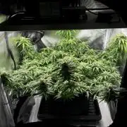 Bruce Banner | Fem, Photo | 28% THC