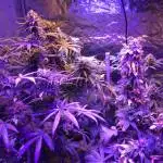 My new grow