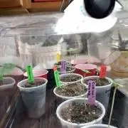 1st Outdoor grow 