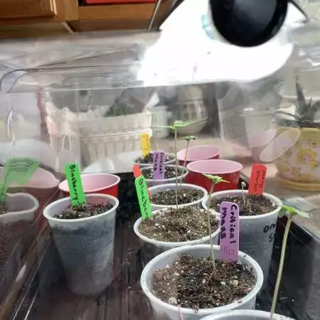 1st Outdoor grow 